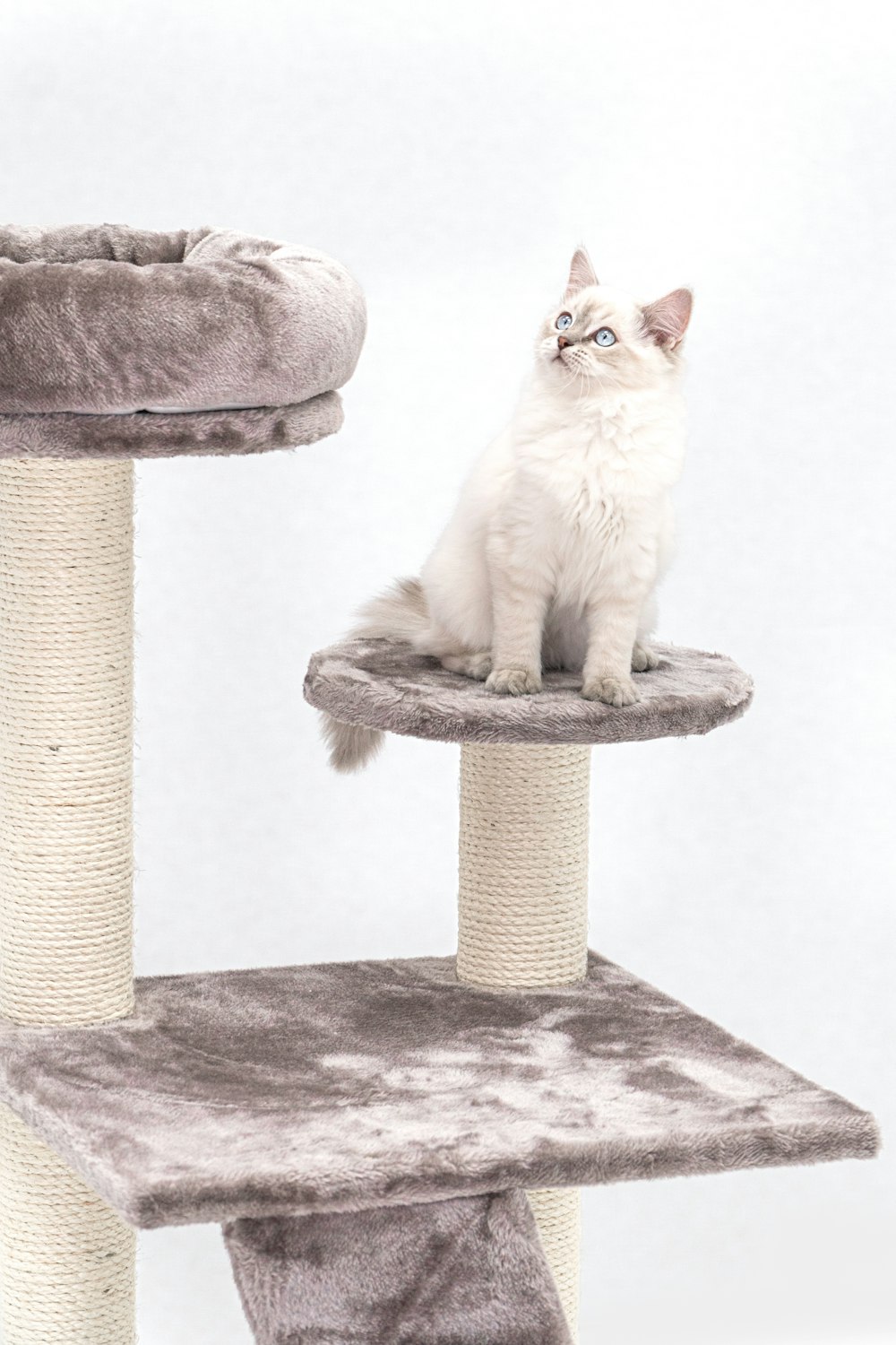 a white cat sitting on top of a cat tree