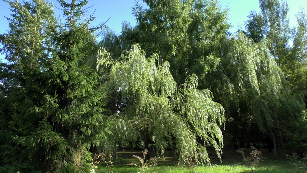 a group of trees that are in the grass