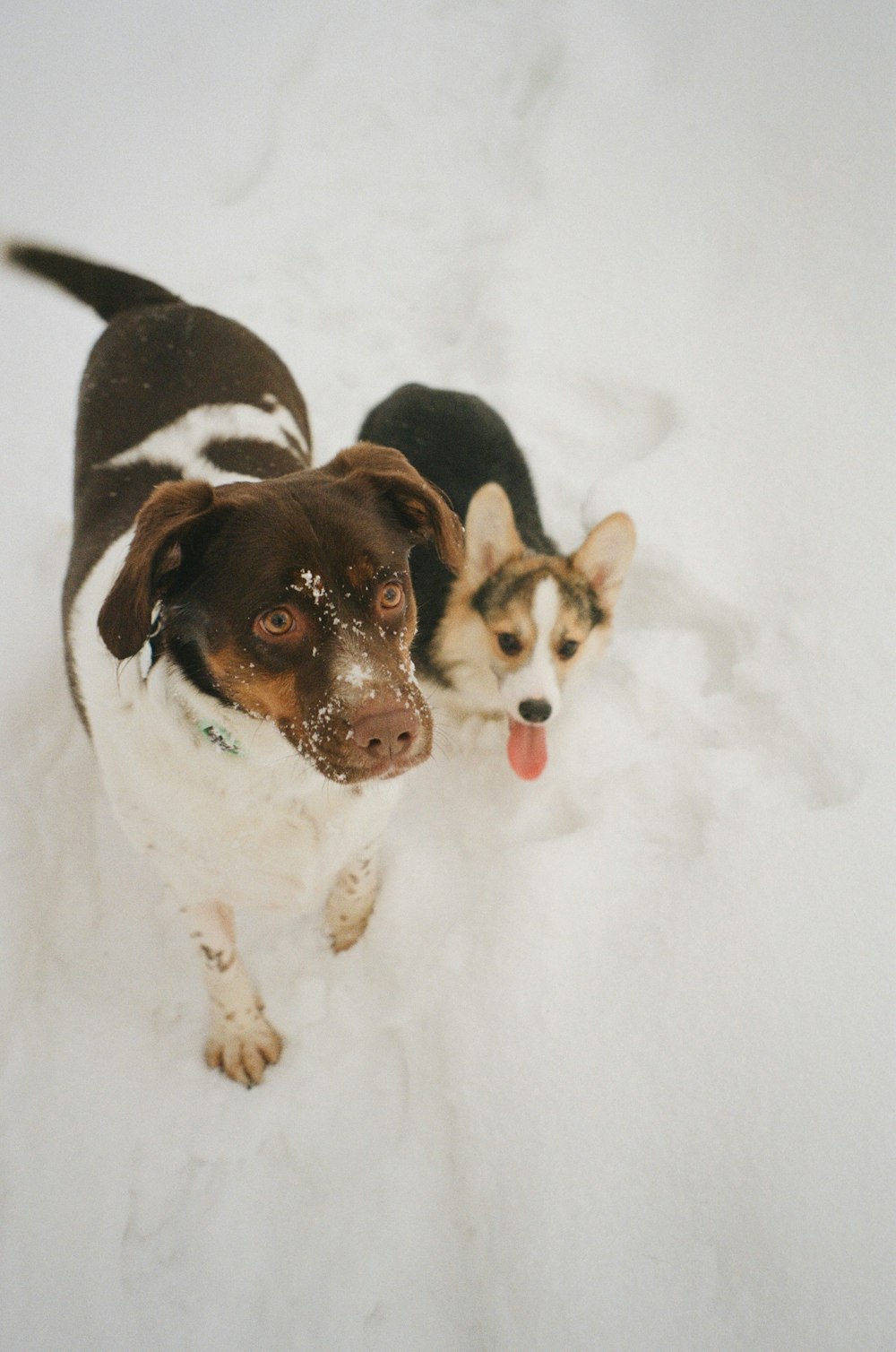 a couple of dogs standing in the snow