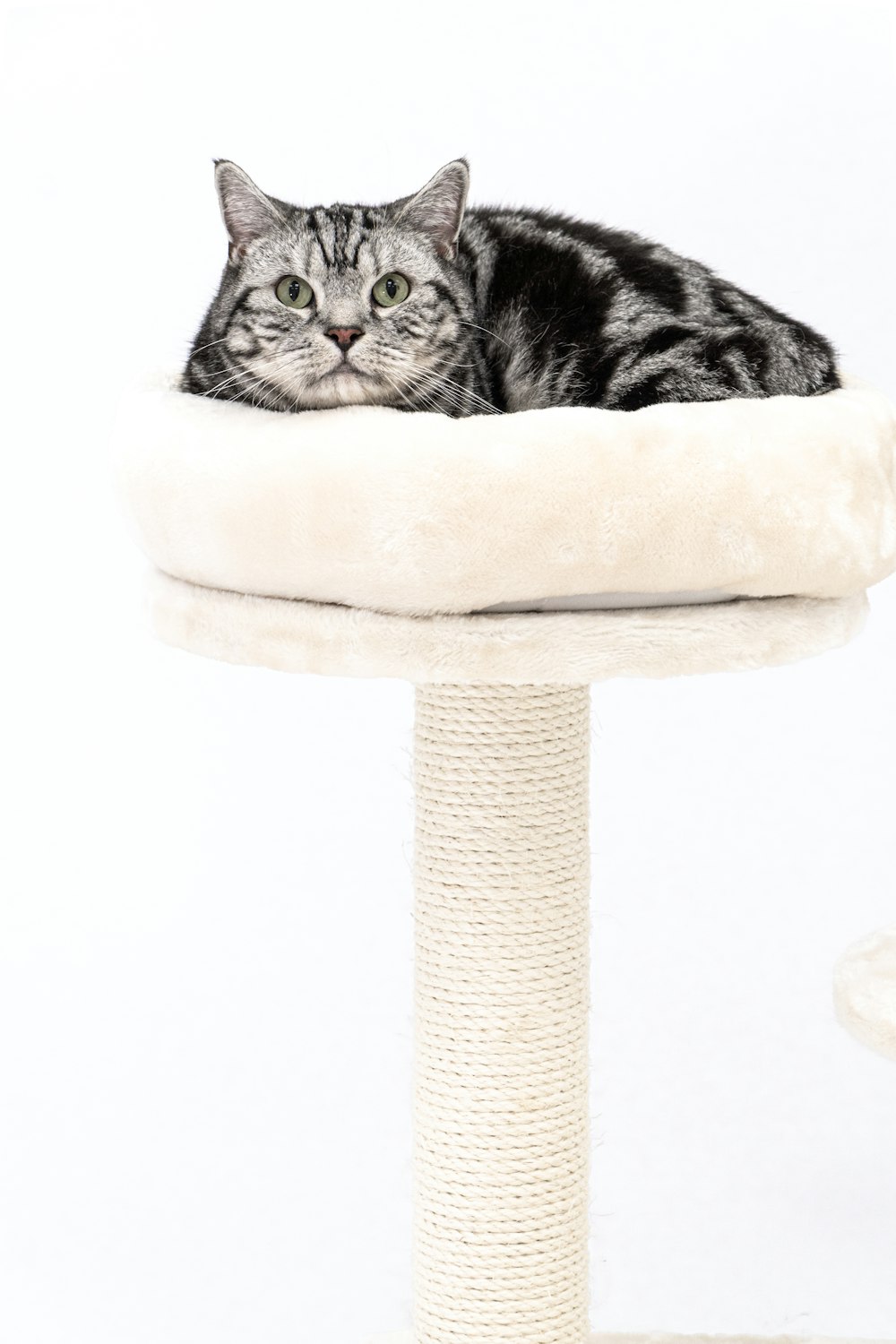 a cat laying on top of a cat tree