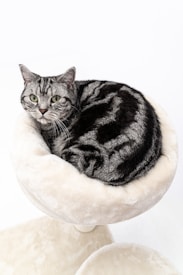 A grey and black tabby cat is comfortably curled up in a soft, cream-colored cat bed. The cat is looking directly at the camera with attentive green eyes. The fur pattern on the cat is distinct, with bold black stripes on a lighter grey background. The setting is minimalist, with a bright and clean white backdrop.