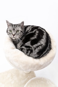 Cama para gatos