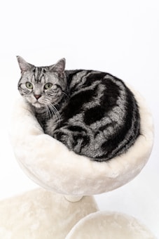 A grey and black tabby cat is comfortably curled up in a soft, cream-colored cat bed. The cat is looking directly at the camera with attentive green eyes. The fur pattern on the cat is distinct, with bold black stripes on a lighter grey background. The setting is minimalist, with a bright and clean white backdrop.