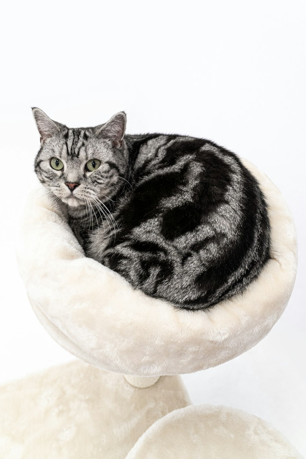 a cat is sitting in a cat bed