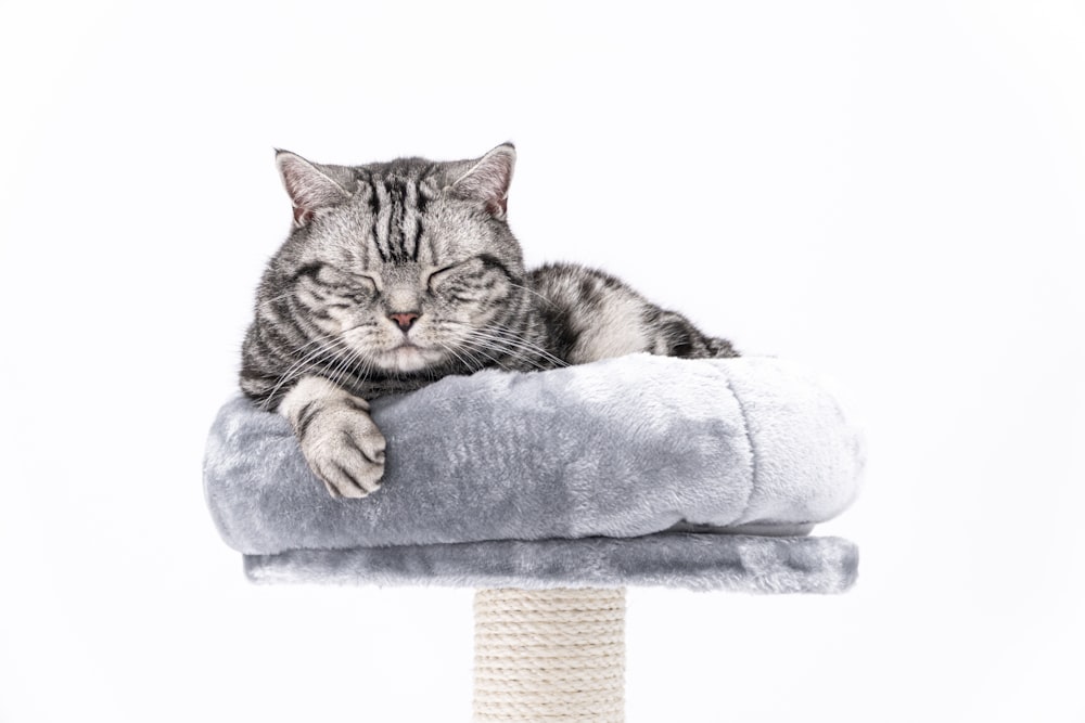 um gato deitado em cima de um arranhador