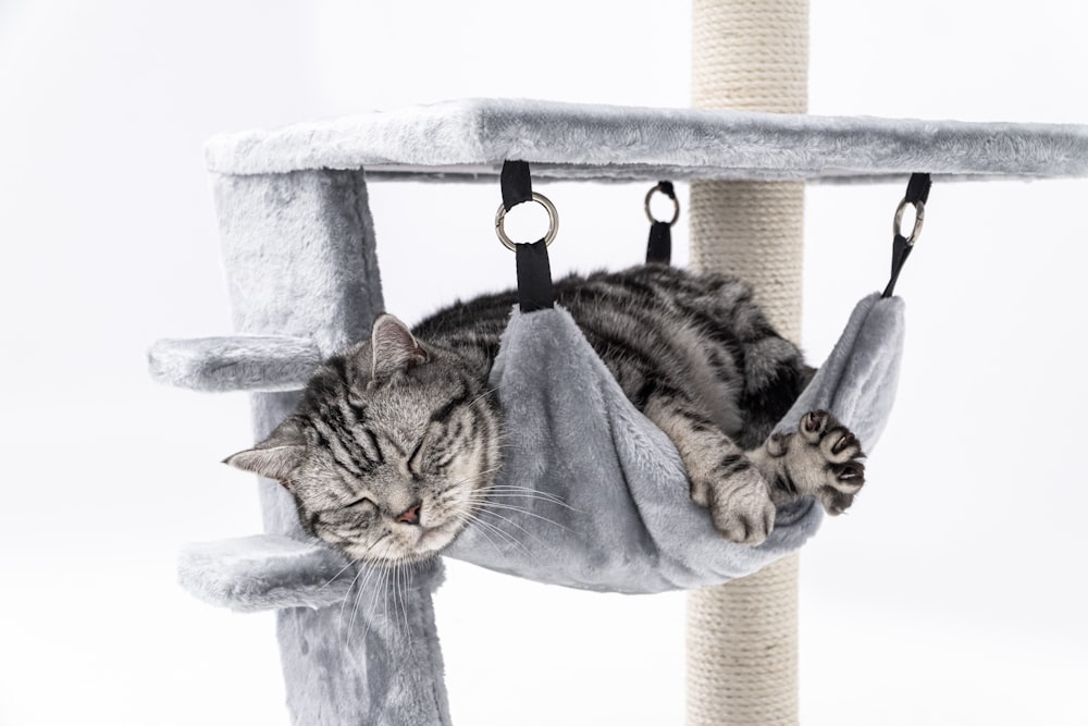 a cat is sleeping in a cat tree