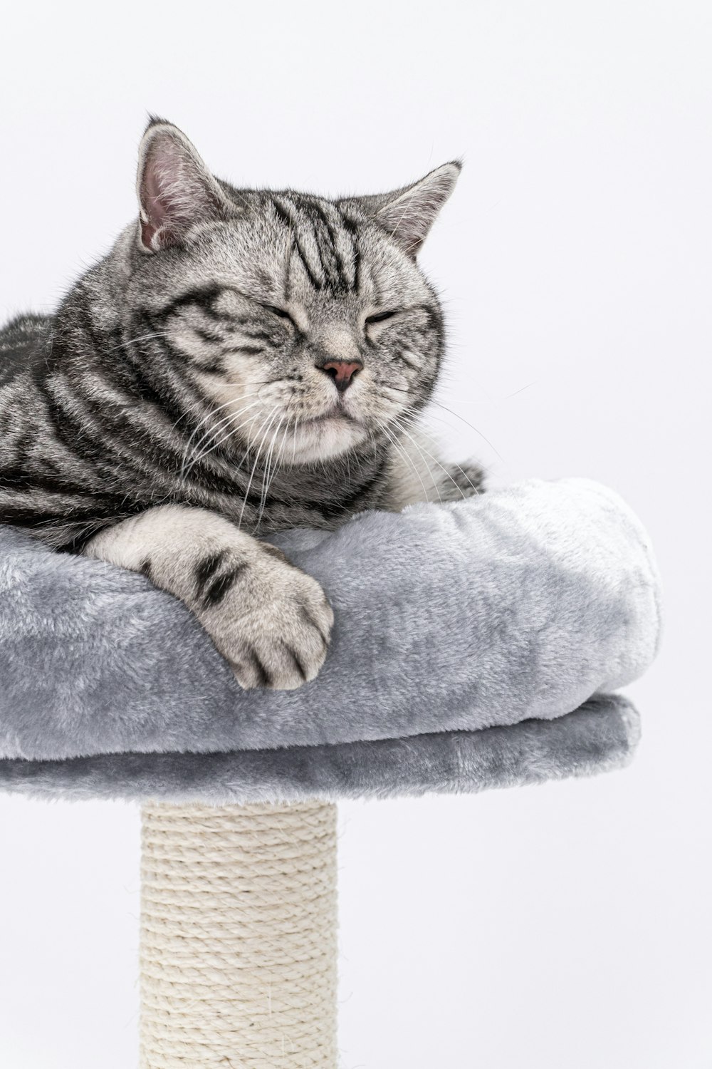 a cat laying on top of a scratching post