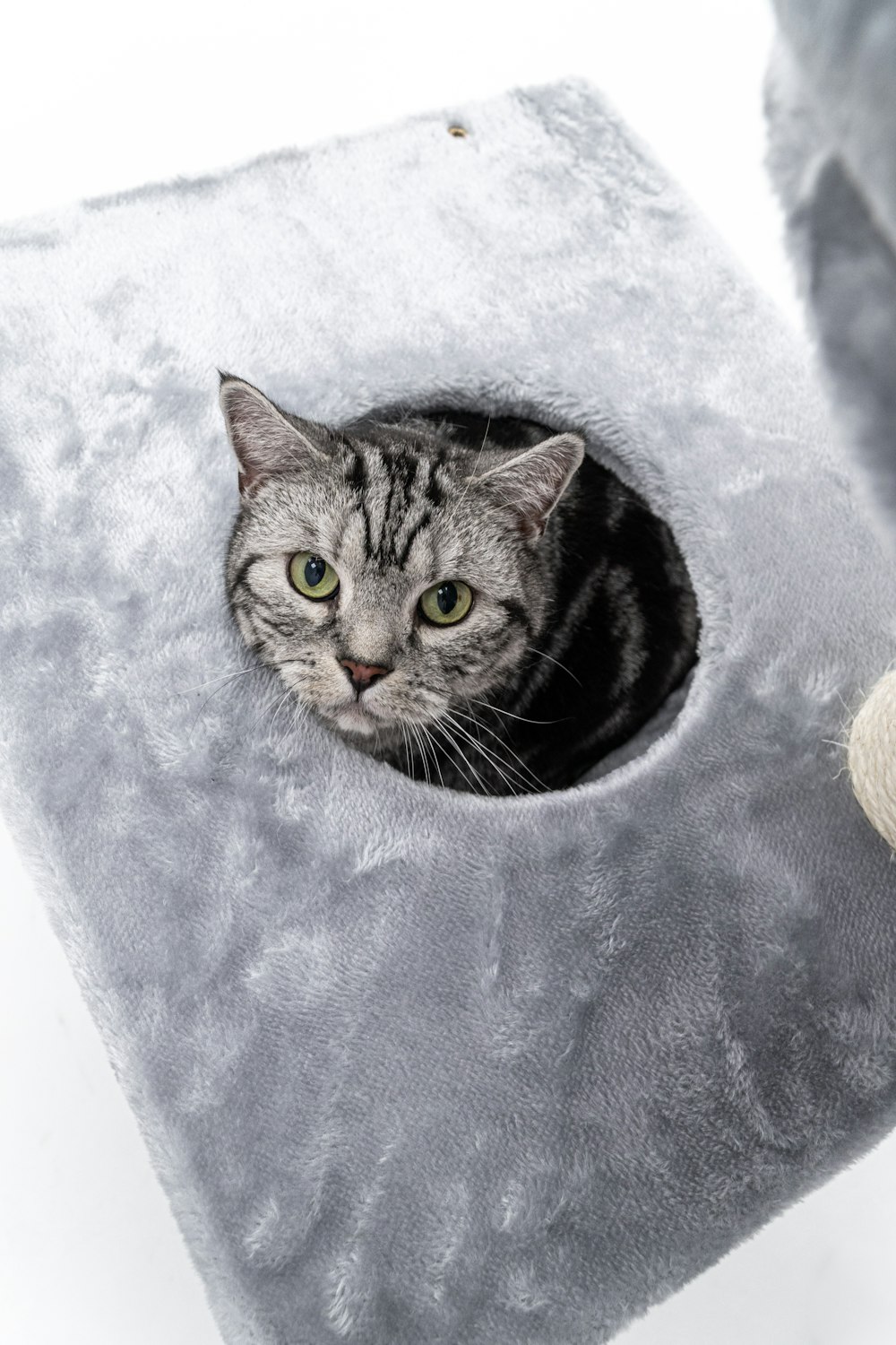 a cat is sitting in a cat tree