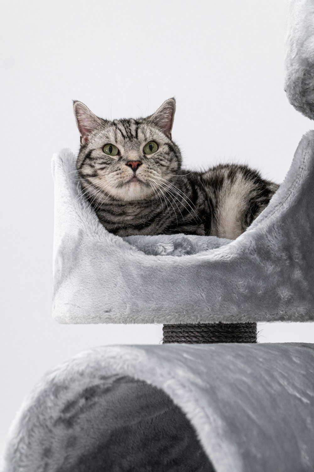 a cat laying on top of a cat tree