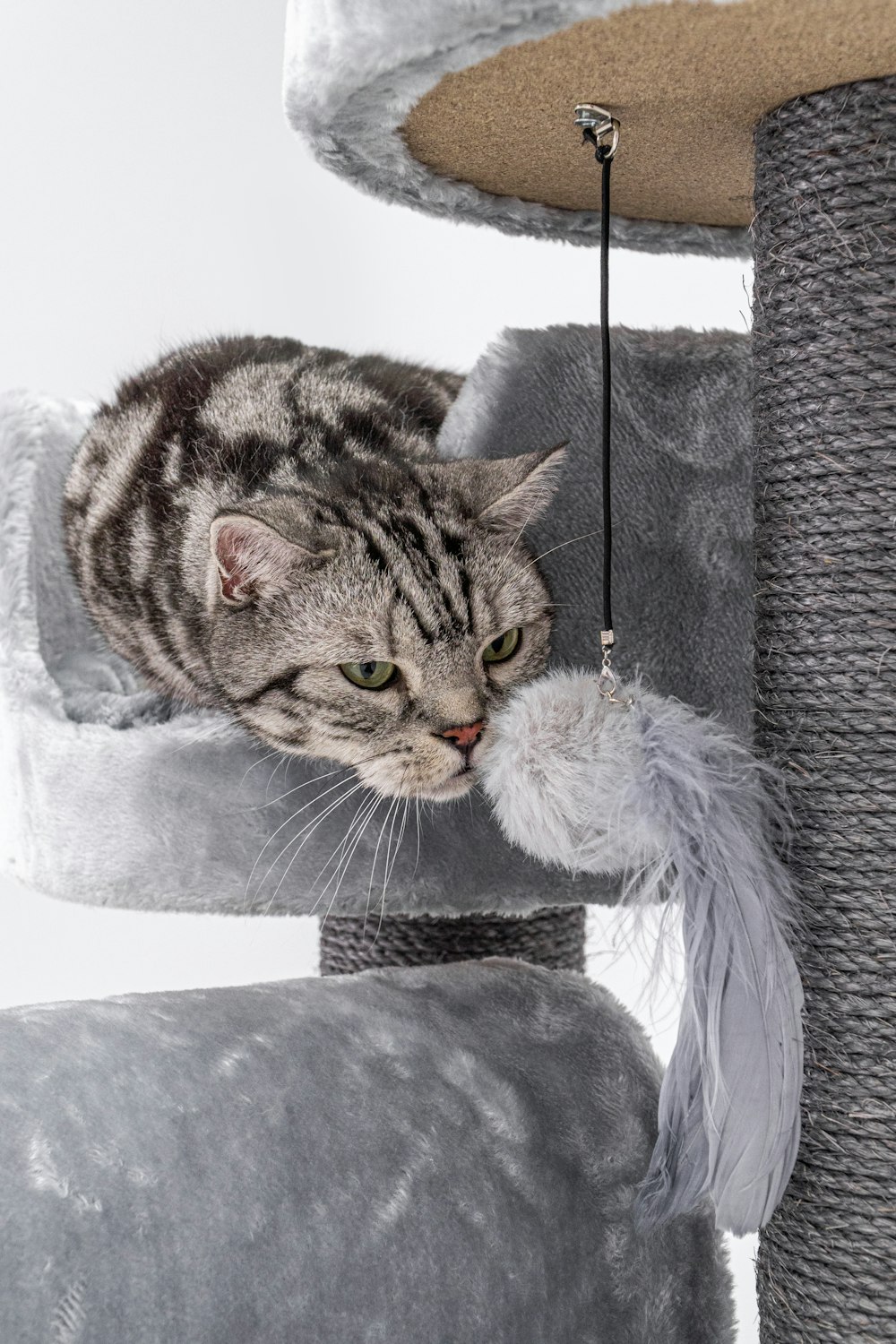 a cat laying on top of a cat tree