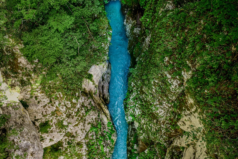 a river running through a lush green forest