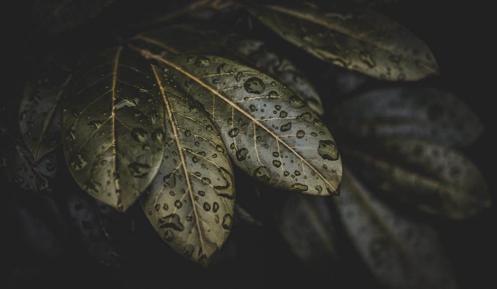 a green leaf with water drops on it