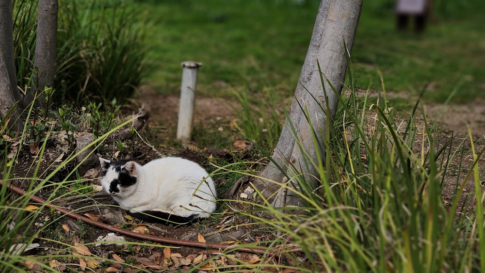 a black and white cat laying in the grass