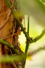 a close up of a tree branch with a bug crawling on it