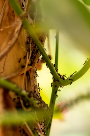 a close up of a tree branch with a bug crawling on it