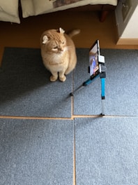 An orange tabby cat with folded ears sits on a gray carpet, looking intently at a smartphone mounted on a tripod. The smartphone appears to be positioned to take a photo or video of the cat.