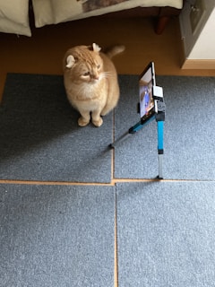 chat roux regarde smartphone