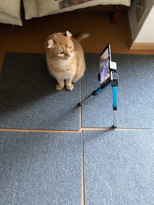 An orange tabby cat with folded ears sits on a gray carpet, looking intently at a smartphone mounted on a tripod. The smartphone appears to be positioned to take a photo or video of the cat.