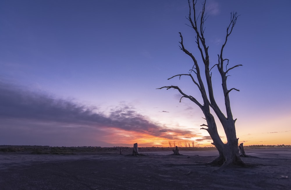 a dead tree in the middle of a desert