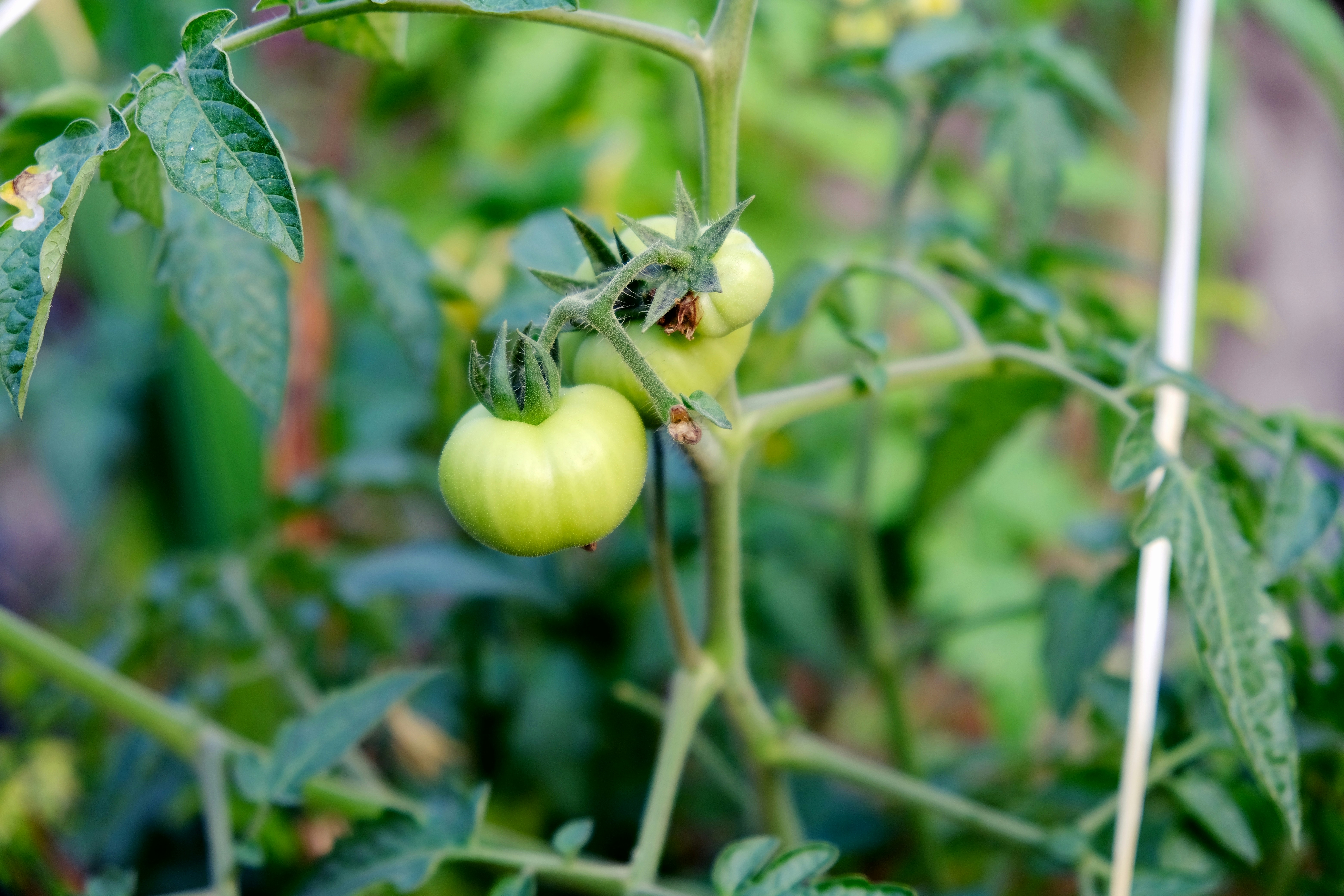 Photo by pervezrobin