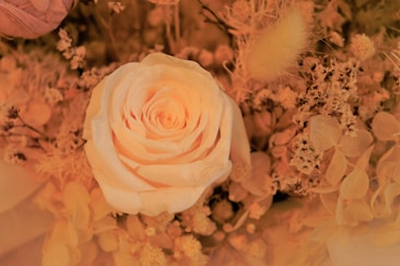 A delicate rose at the center surrounded by various dried flowers and foliage, all in warm, golden tones, creating a harmonious and elegant floral arrangement.