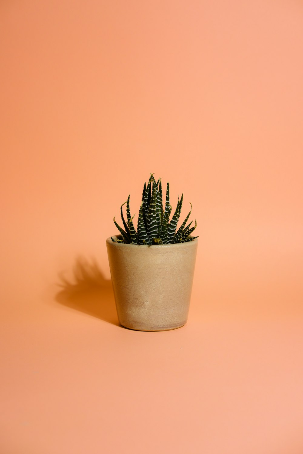 a small cactus in a white pot on a pink background