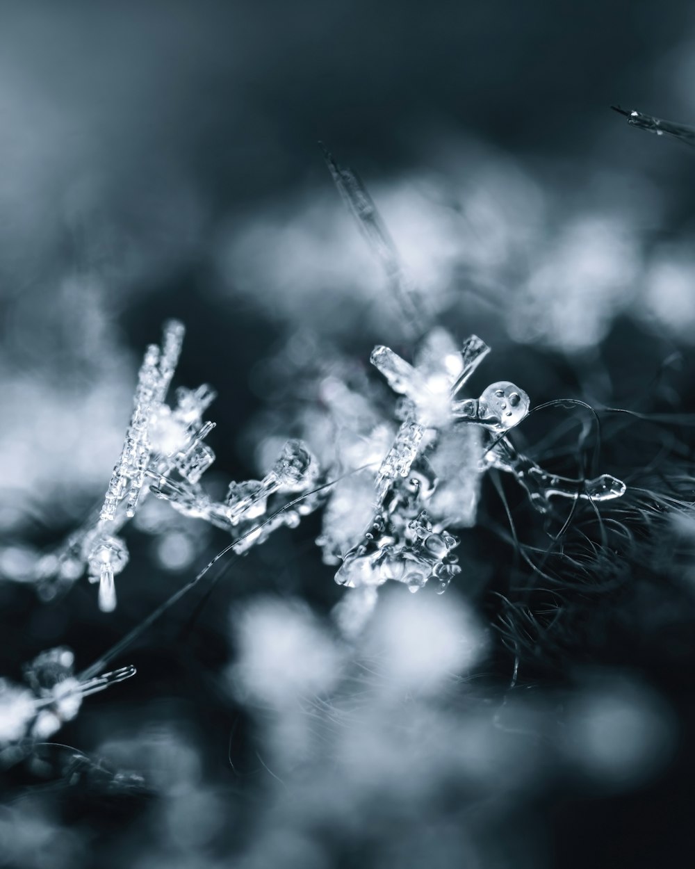 a close up of a plant with ice on it