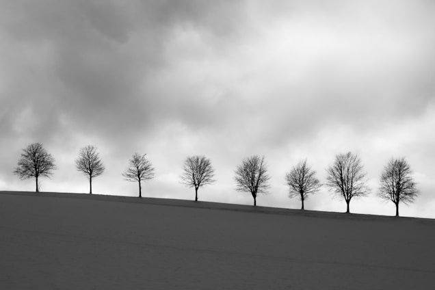 a row of trees sitting on top of a snow covered slope