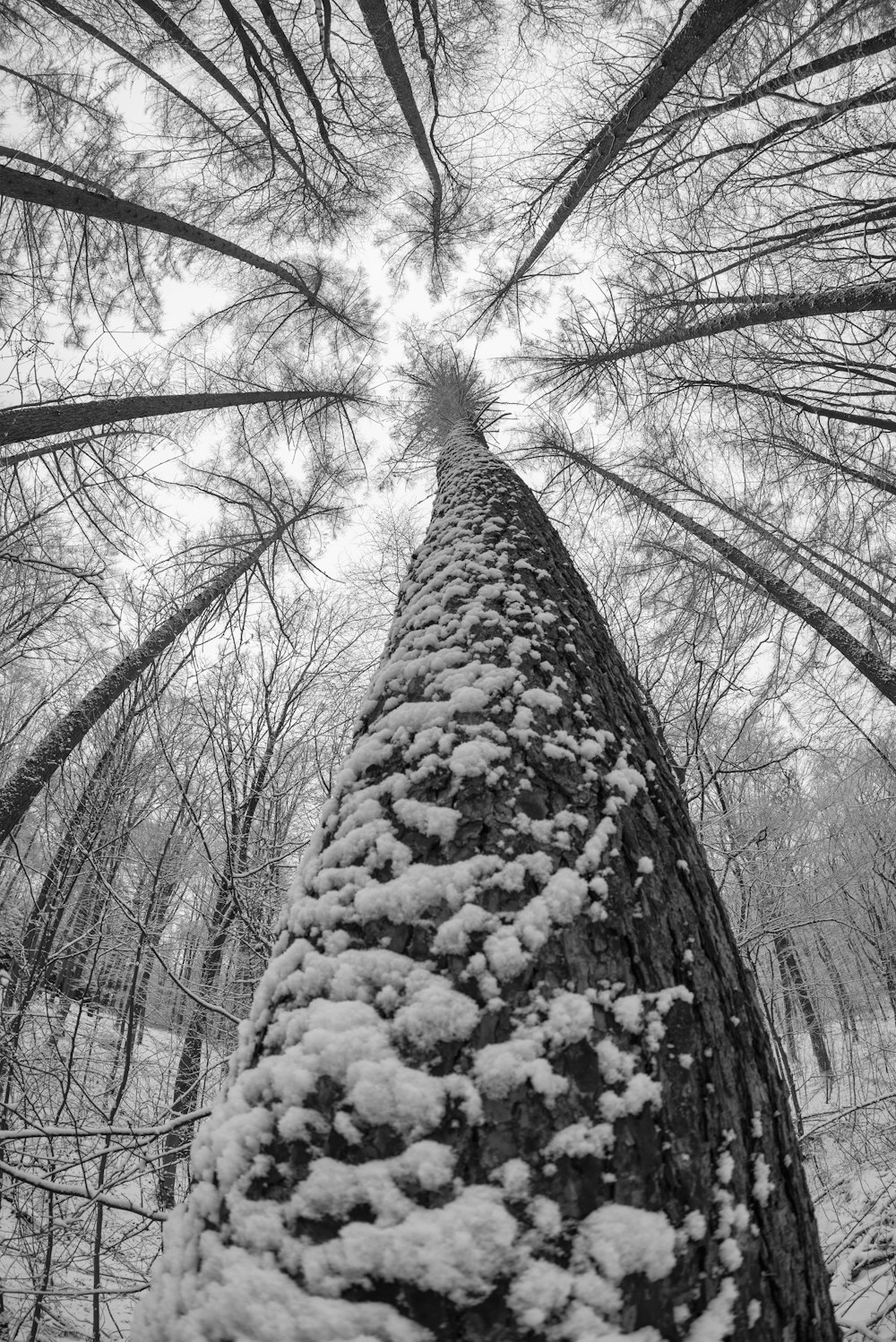 a tall tree covered in snow in a forest