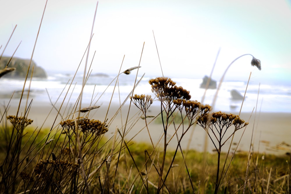 a bunch of plants that are in the grass