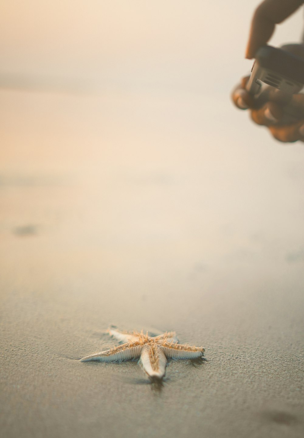 a person holding a camera and taking a picture of a starfish