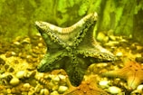 A starfish is prominently displayed underwater surrounded by a rocky and shell-covered seabed. The starfish has a textured surface with small white bumps across its arms and glows under an ambient yellow-green light.