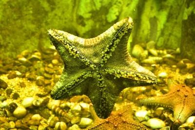 A starfish is prominently displayed underwater surrounded by a rocky and shell-covered seabed. The starfish has a textured surface with small white bumps across its arms and glows under an ambient yellow-green light.