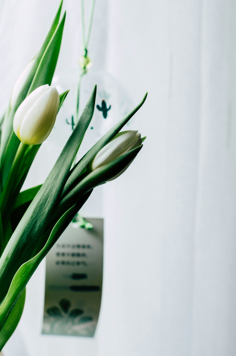 a bouquet of white tulips in a vase