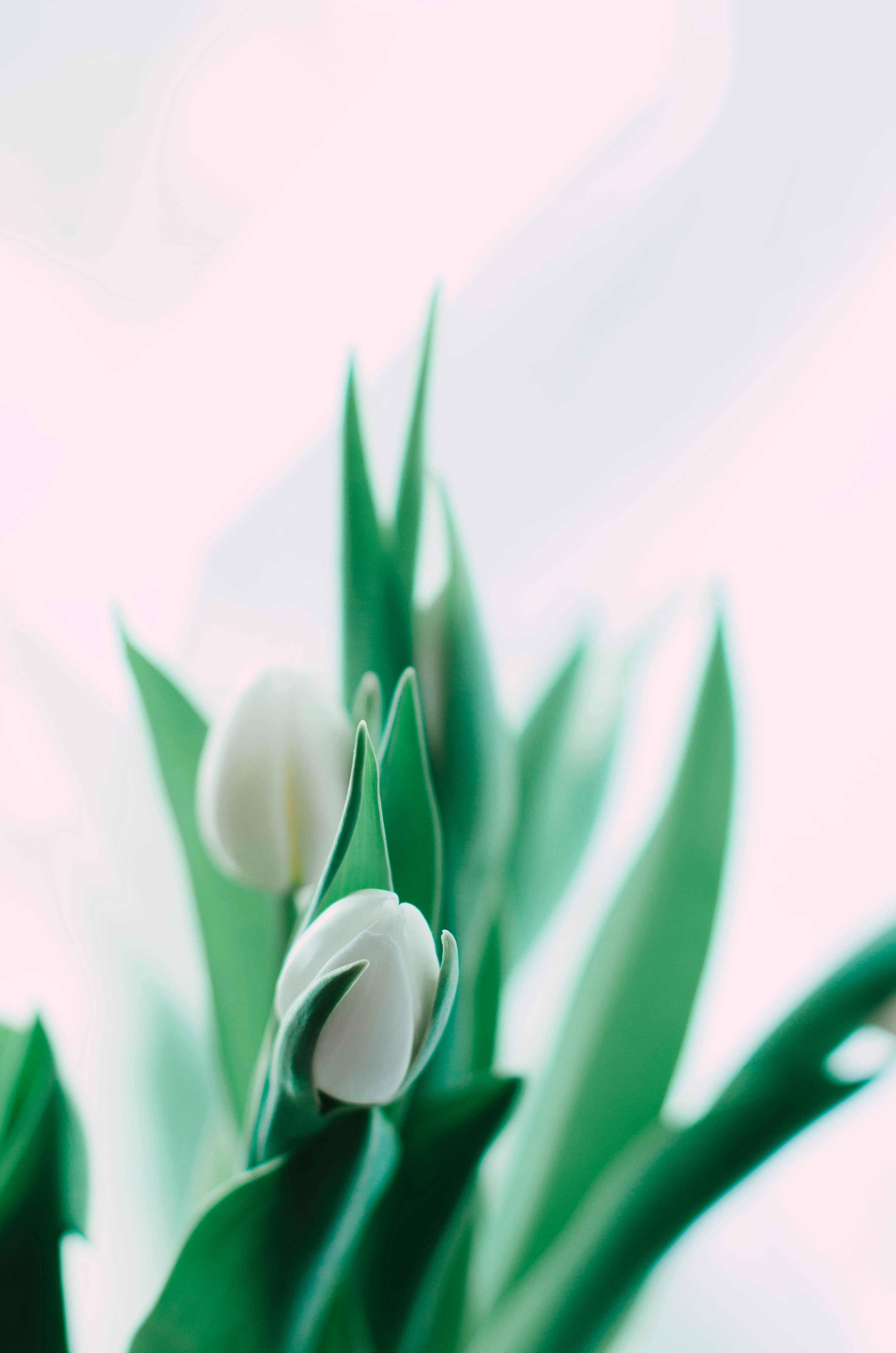 Photo by nika_benedictova