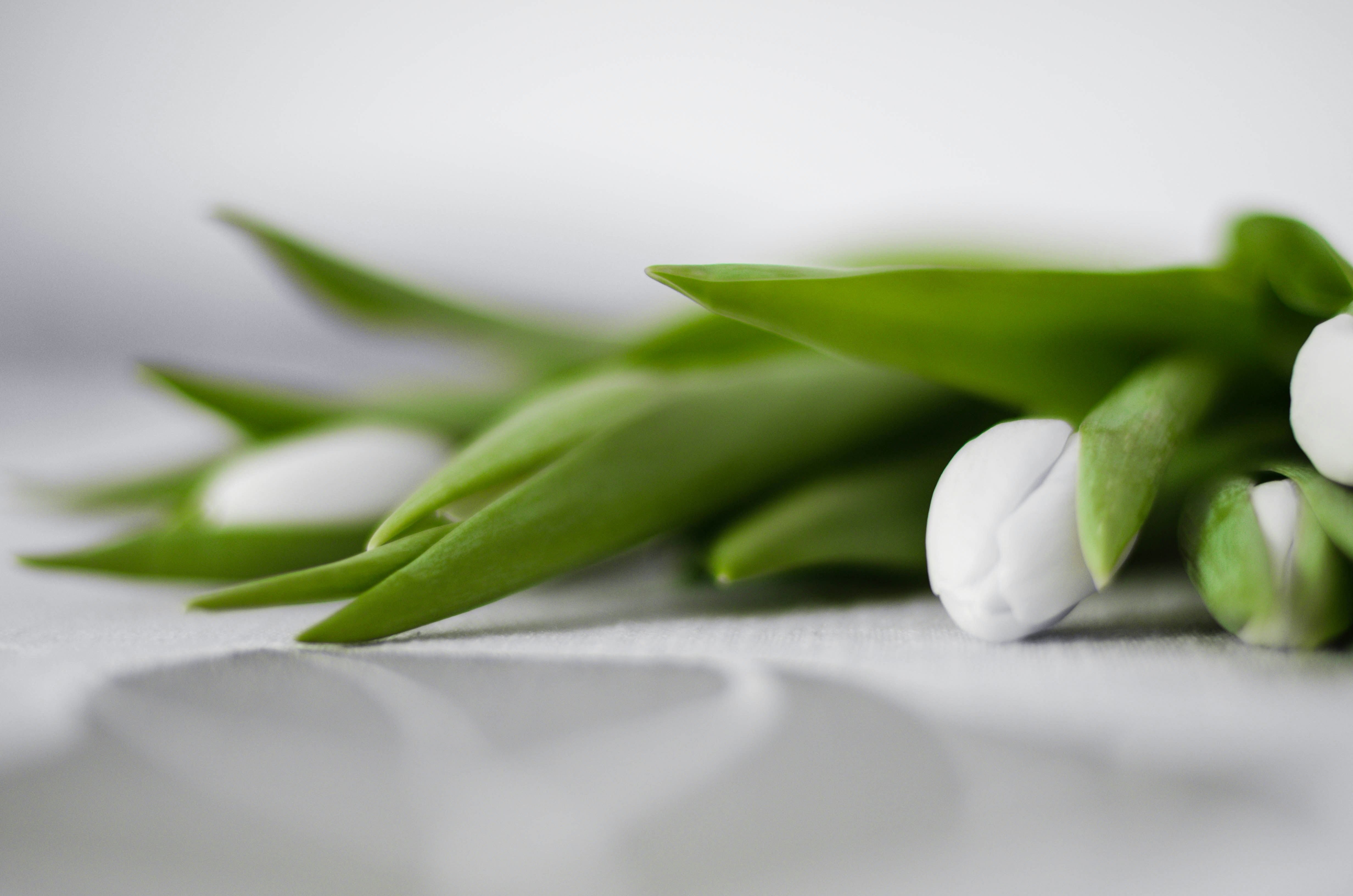 a bunch of white flowers sitting on top of a table