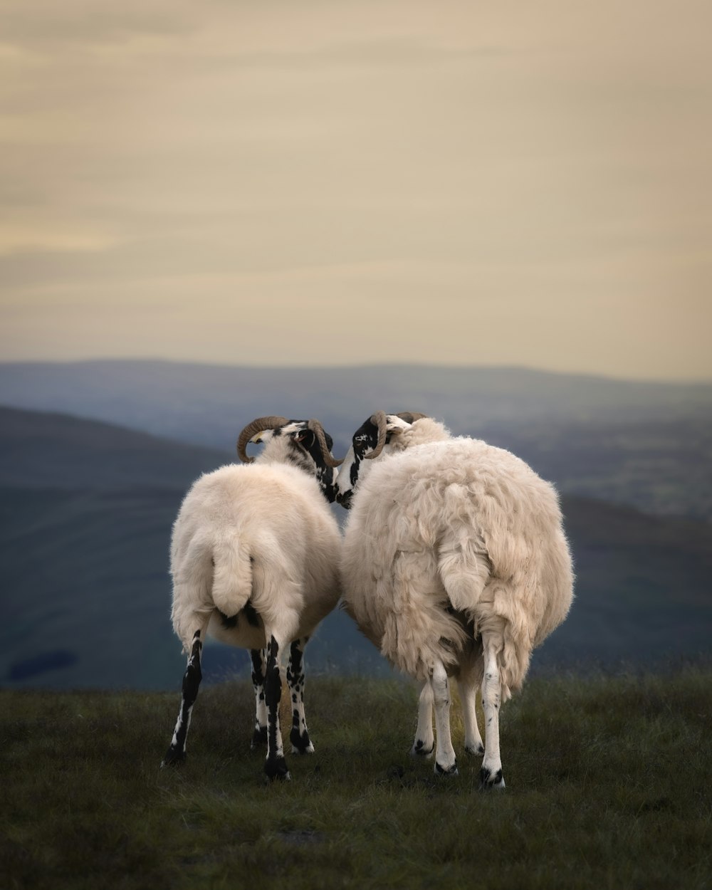 a couple of sheep standing on top of a lush green field