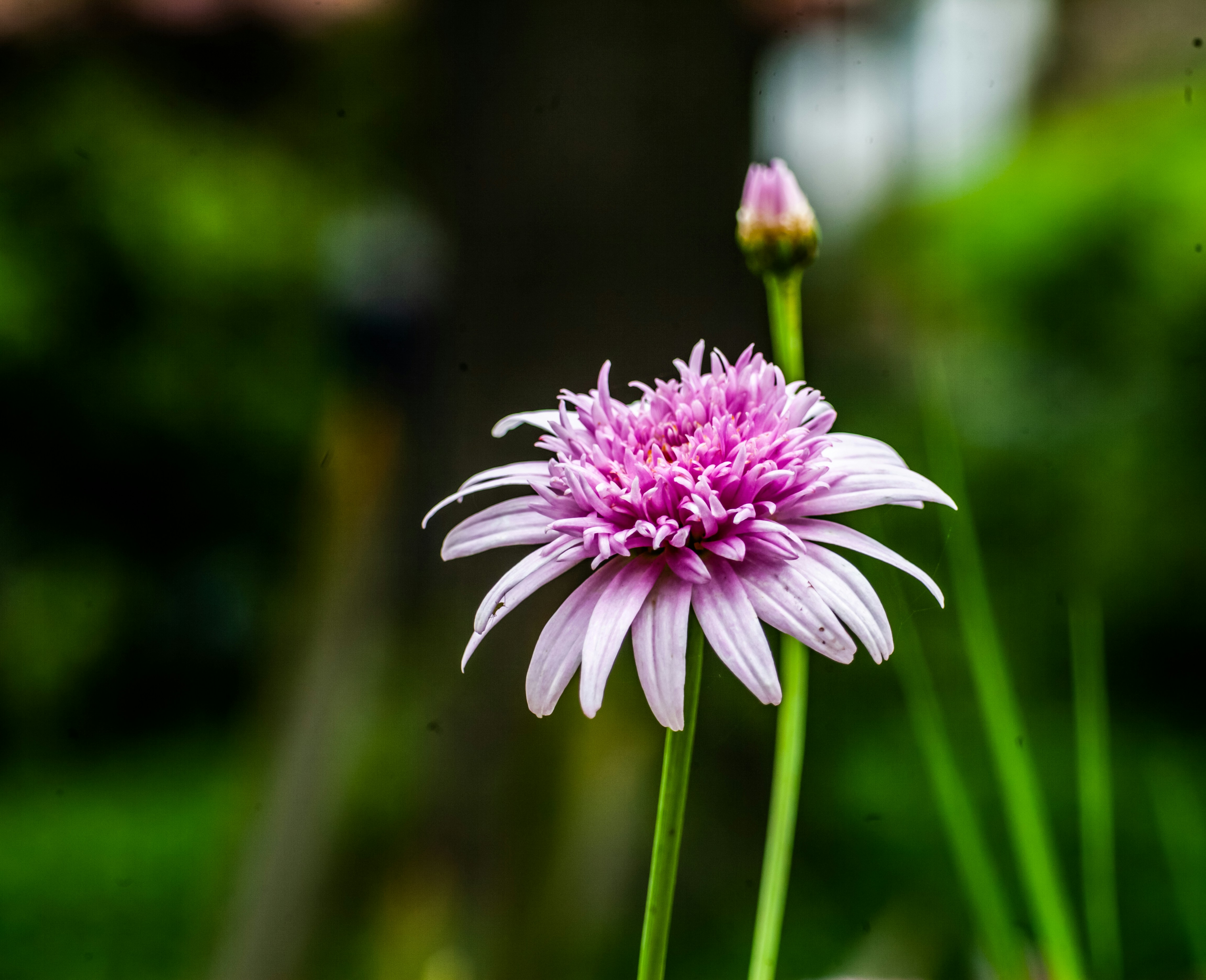 Photo by alekseyryan