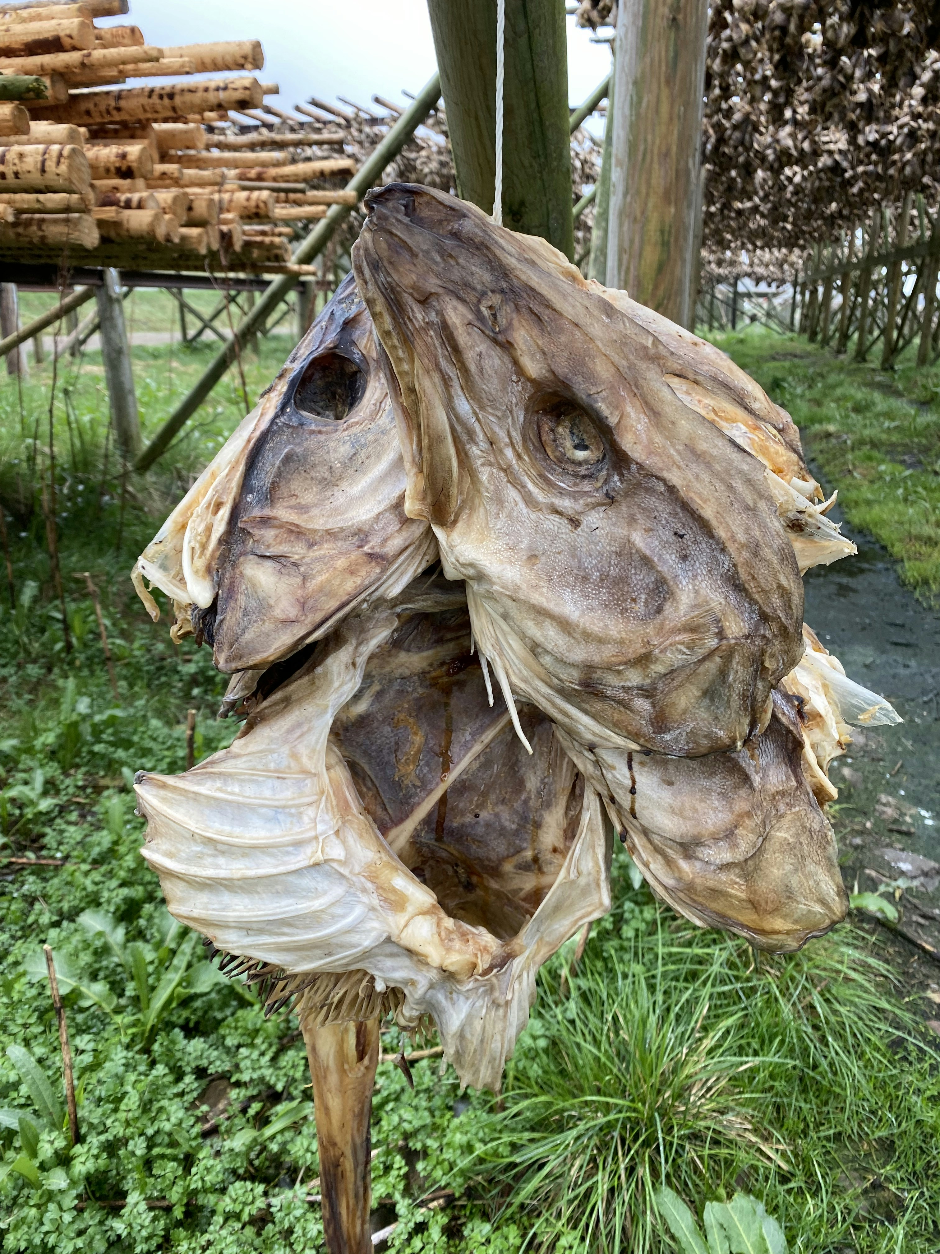 Premium Dried Fish