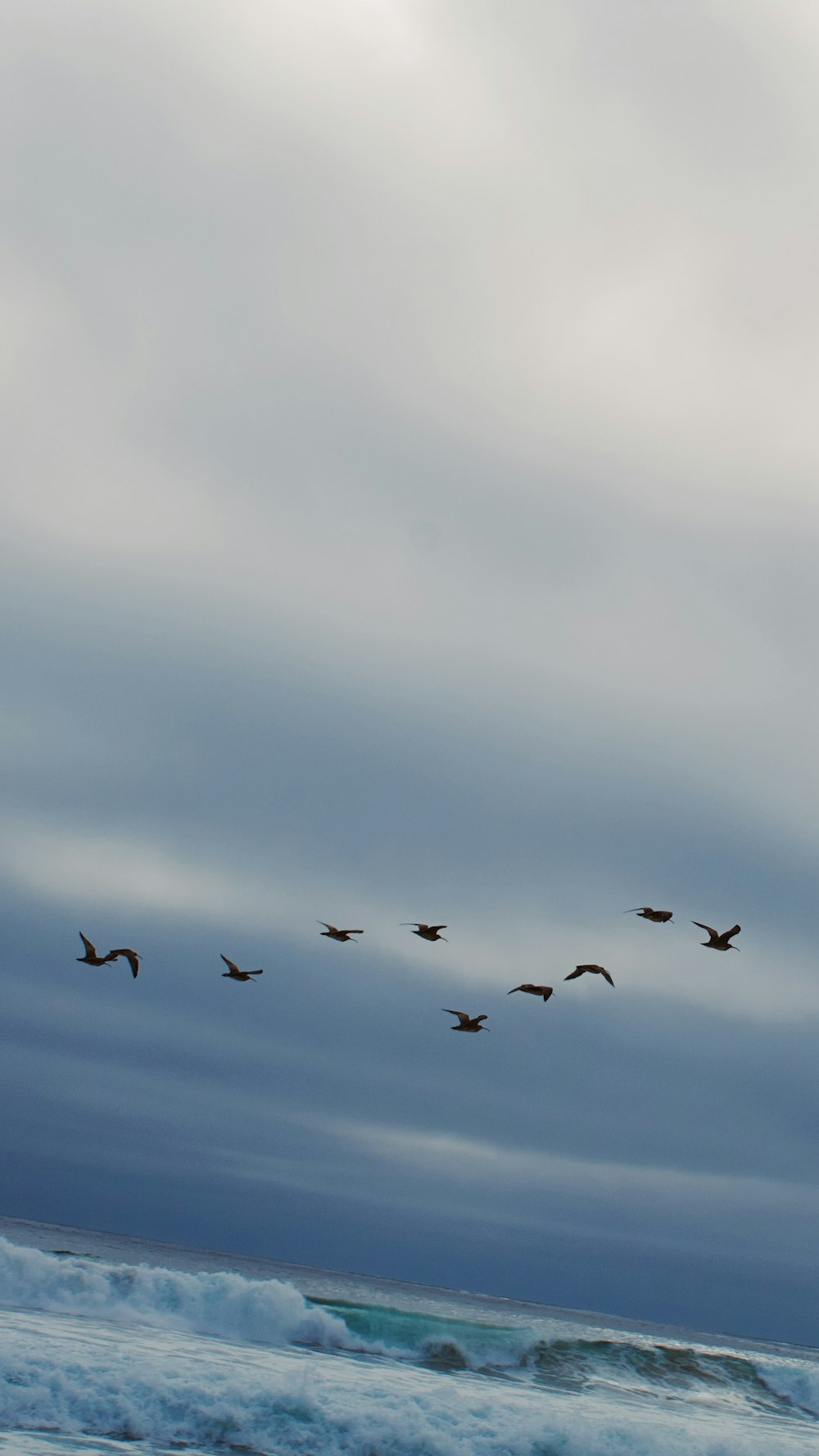 a flock of birds flying over the ocean