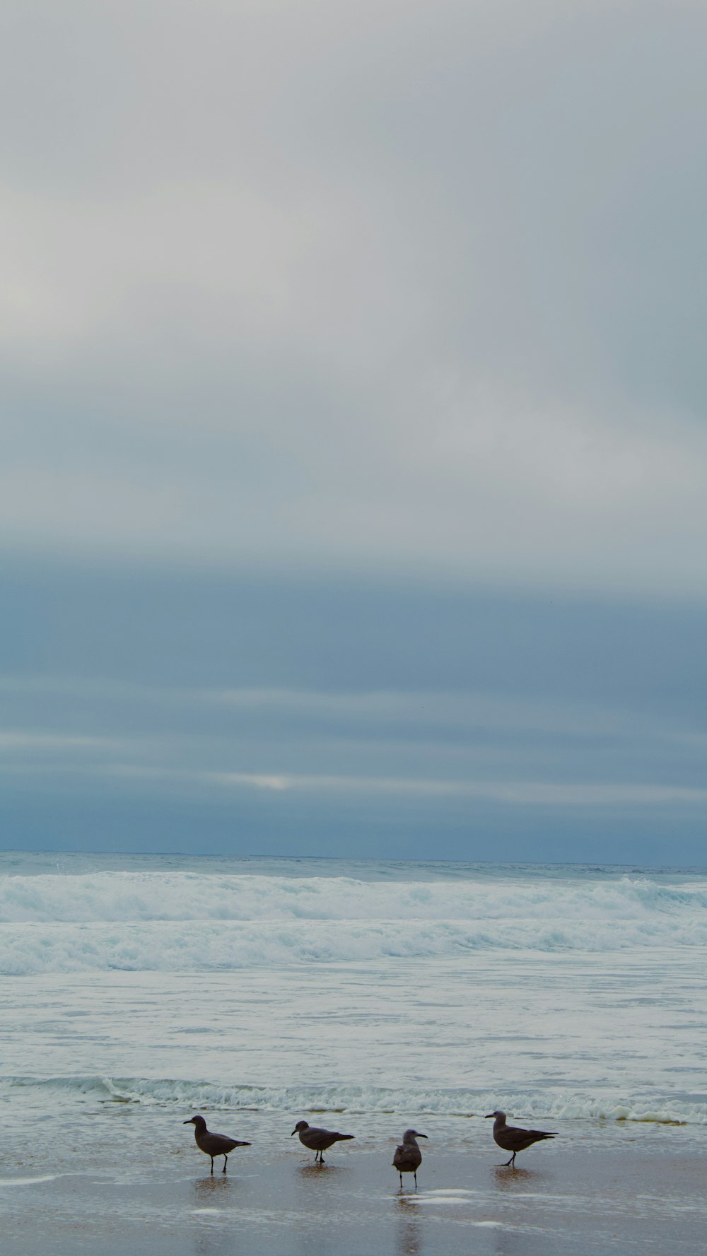 a group of birds standing on top of a sandy beach