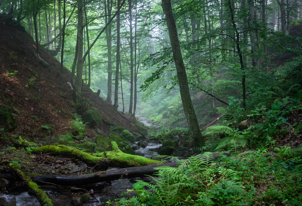 a stream running through a lush green forest