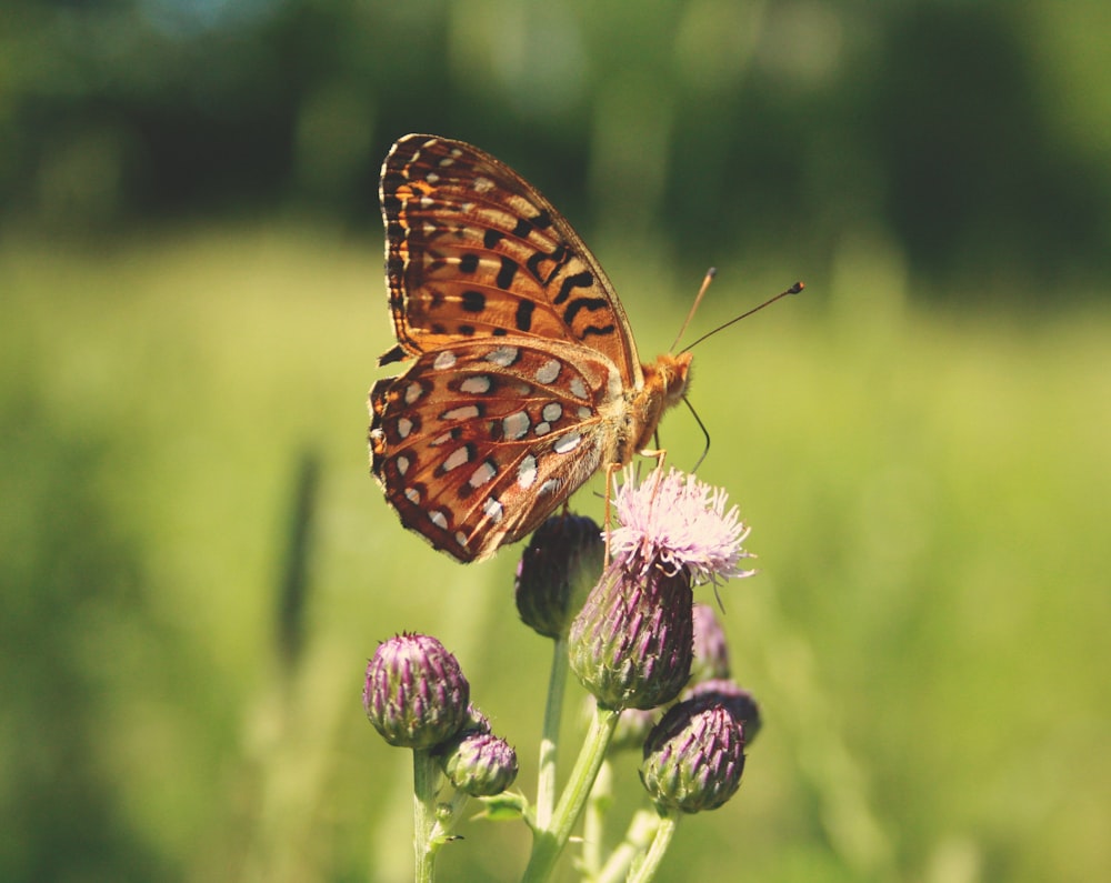 Un primer plano de una mariposa en una flor