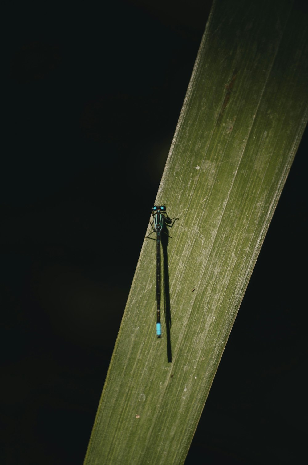 a dragonfly rests on a leaf in the dark