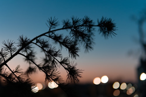 Silhouette of pine needles against a softly blurred background with a gradient of blue and orange hues, creating a serene atmosphere.