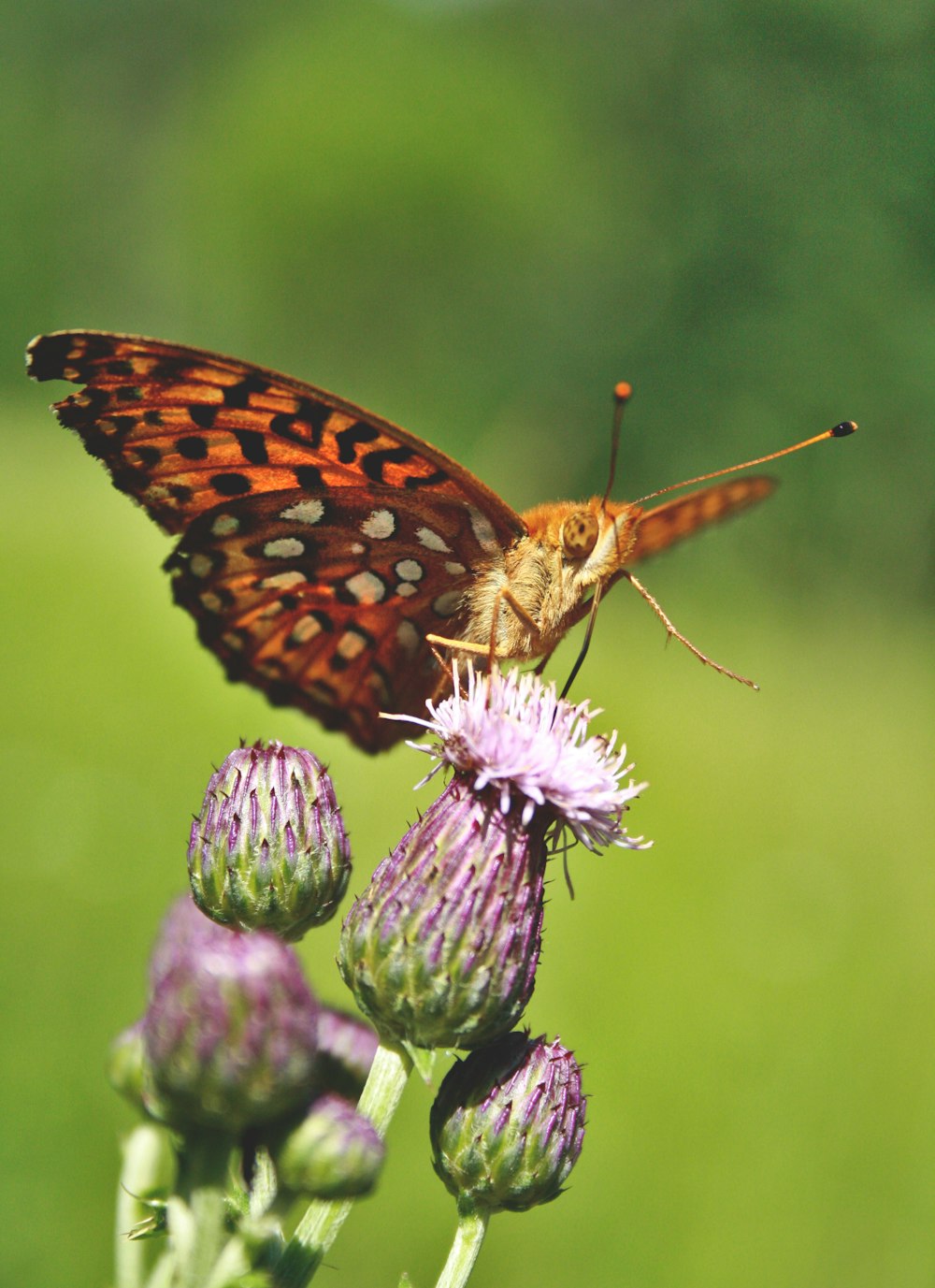 a close up of a butterfly on a flower