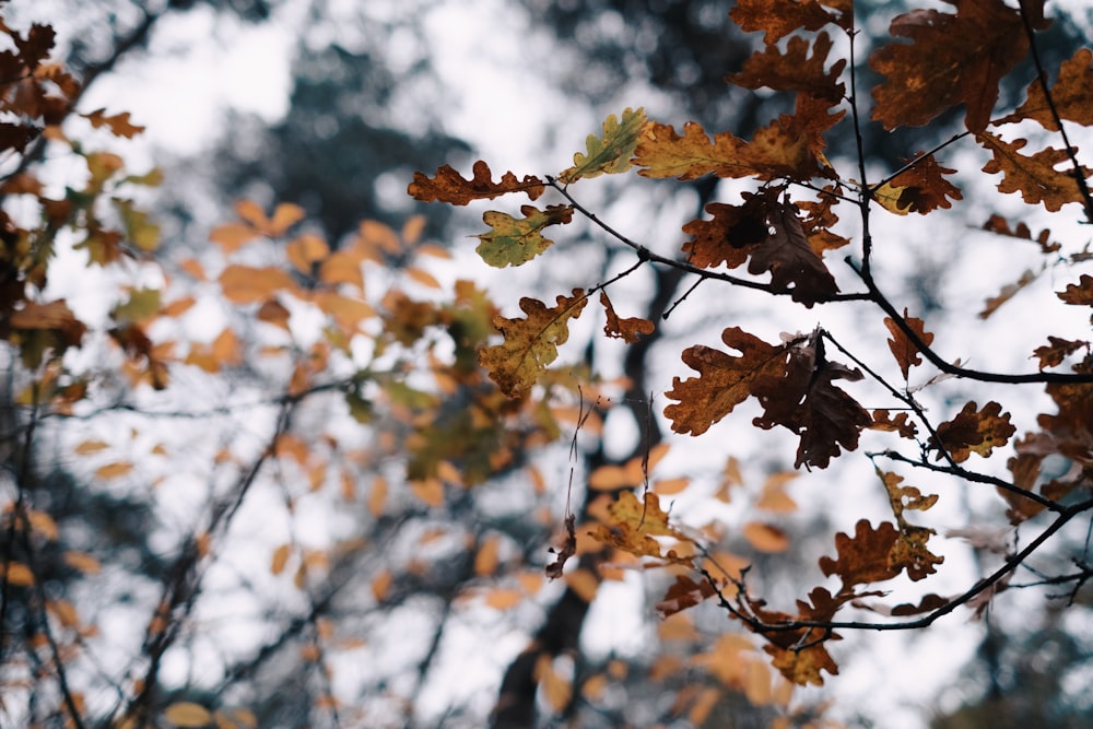 a tree with lots of leaves on it