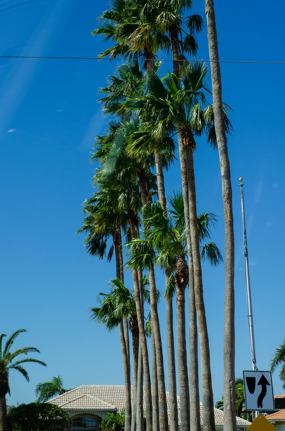 a row of palm trees on the side of a road