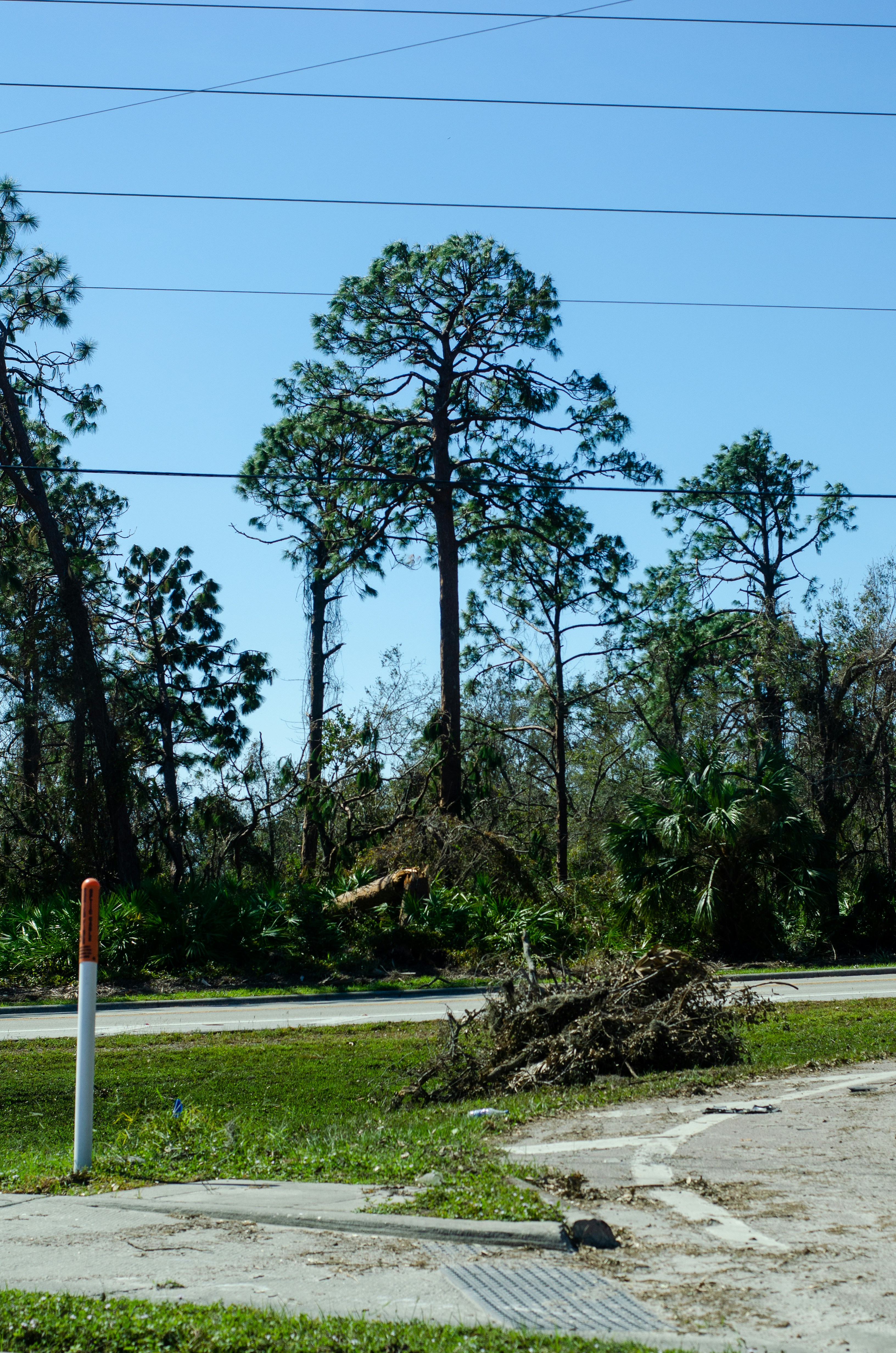 길가의 정지 표지판