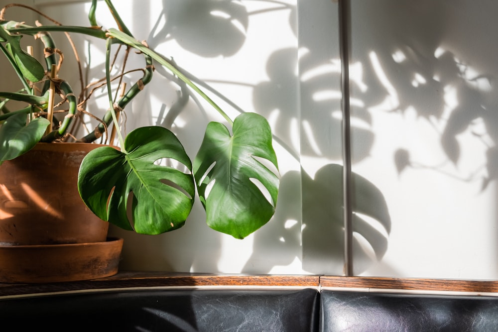 a potted plant sitting on top of a wooden shelf